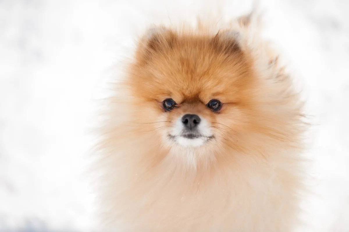 super cute doggie
